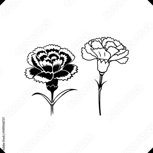 Two carnation Flower vector's - Layered Petal Structure, Slender Stems, Serrated Leaves in Elegant Line Art.eps