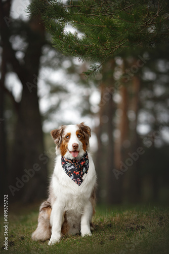 young aussie dog with brown and white fluffy fur and blue eyes sitting portrait wearing bandana in front of blur pine forest background. vertical