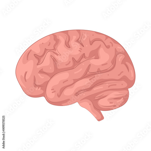 Illustration of Brain