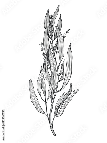 Vector illustration of a Tarragon sprig with thin leaves in outline style. Linear drawing of Estragon painted by black inks t for culinary designs or cook book. Sketch of kitchen herb for menu.