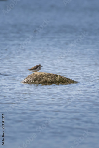 Common sandpiper, Actitis hypoleucos