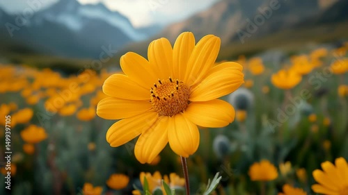 A yellow flower in a field with mountains in the background