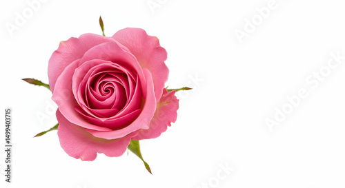 Pink rose, Rose, Single rose, Single Pink Rose Flower Head Isolated on White