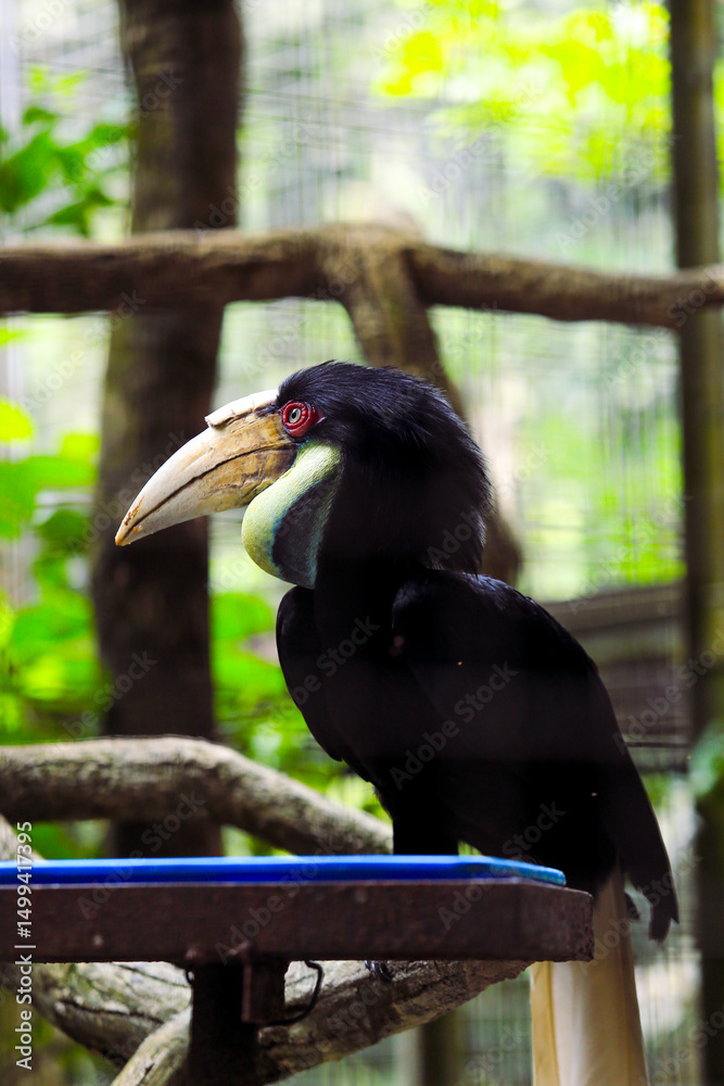 Fototapeta premium Wreathed hornbills perched on a tree trunk