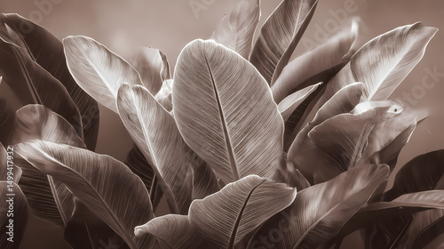 Elegant Close-up of Tropical Plant Leaves in Monochrome Tones