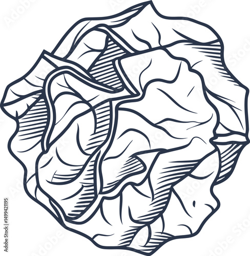 Vector illustration of cabbage detailed black and white sketched vegetable for organic design
