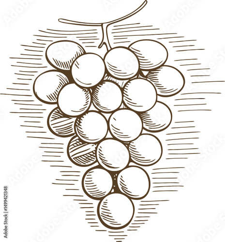 Vintage grapevine sketch hand drawn grape bunch illustration
