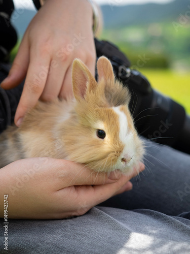 Obraz na plátne Adorable fluffy bunny with light brown and white fur being gently held in hands outdoors on a sunny day