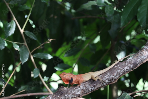 Oriental Garden Lizard on Branch: An eye-level, high-angle shot capturing an oriental garden lizard perched elegantly on a branch, showcasing the lizard's vibrant colors and the natural world.