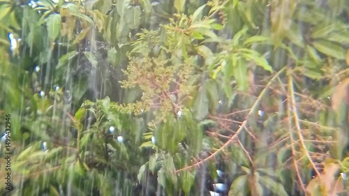 Wallpaper Mural The rain fell heavily and wet the mango trees. Torontodigital.ca