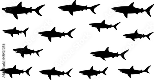 Create a kinds of Shark vector silhouettes set. Monochrome illustration of stylized shark. isolated on white background.