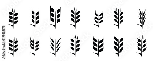 Black wheat ears icon collection. Ears of wheat bread silhouettes. Wheat grain symbol collection on a white background. Set of simple wheat ears icons. Vector