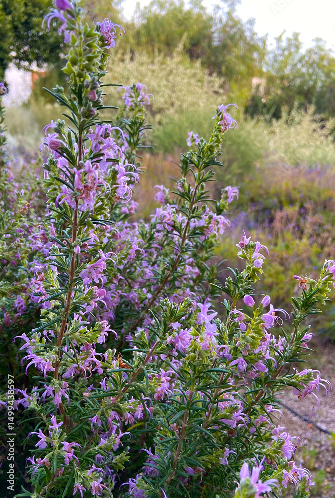 Obraz premium Rosemary or Salvia rosmarinus,Rosmarinus officinalis plants in Vilaflor, Tenerife,Canary Islands,Spain.Herb and spice for flavouring food or aromatherapy concept.Selective focus.