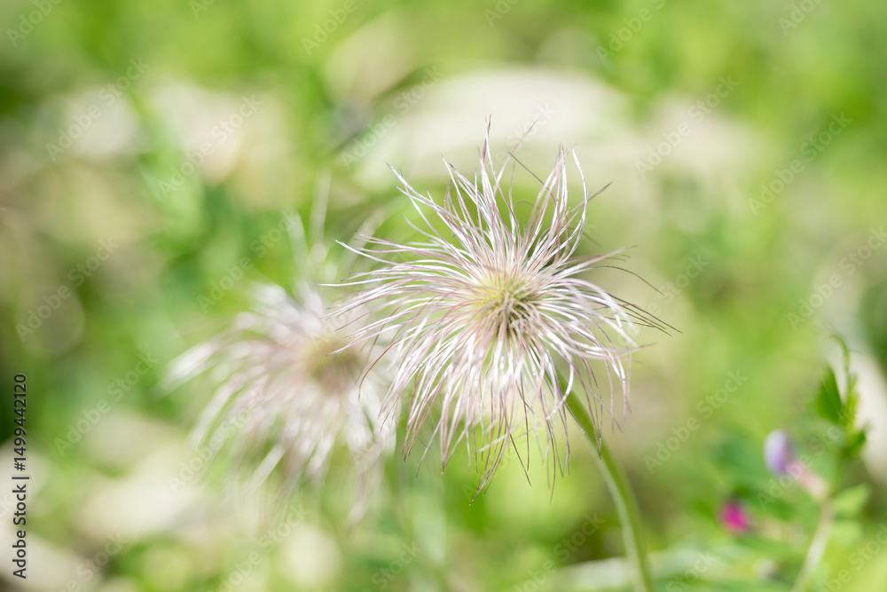 Fototapeta premium 할미꽃이 떨어진 자리