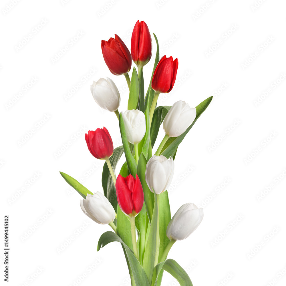 Beautiful colorful tulips isolated on white. Spring flowers Beautiful colorful tulips isolated on white. Spring flowers