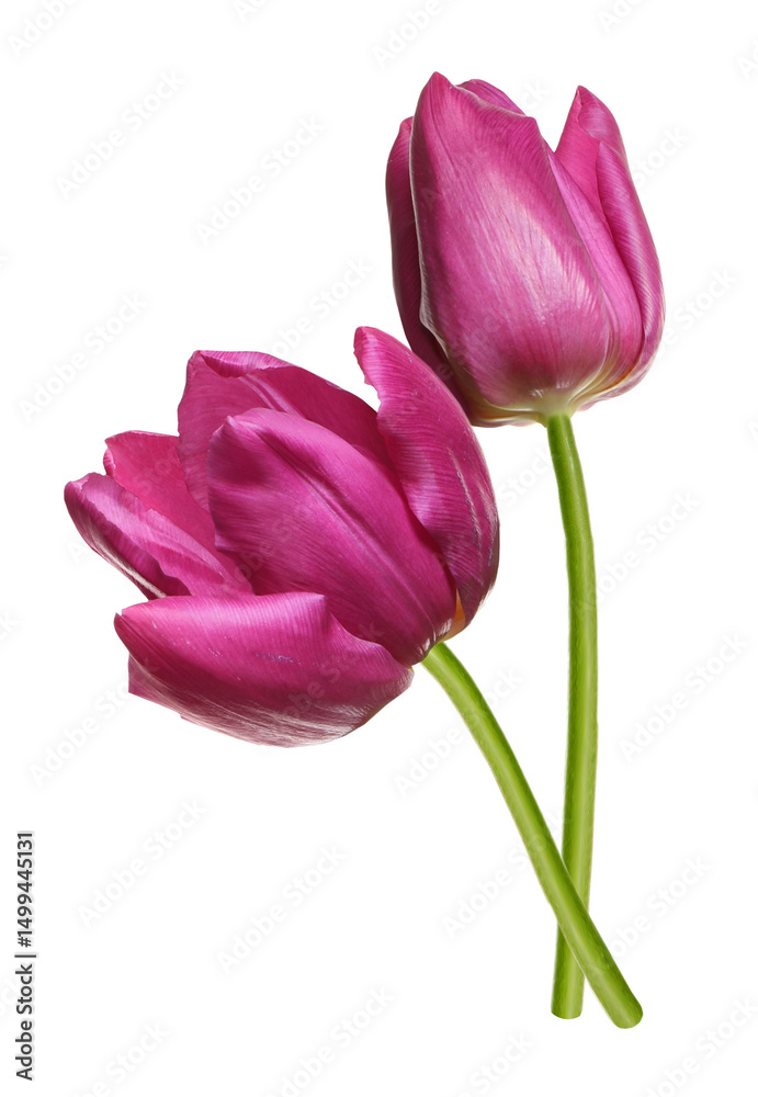 Beautiful colorful tulips isolated on white. Spring flowers Beautiful colorful tulips isolated on white. Spring flowers