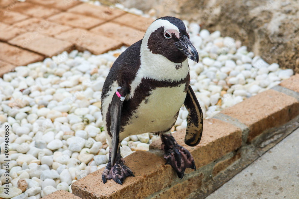 Naklejka premium Portrait of penguin in the zoo