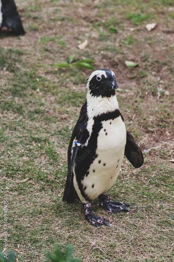 Obraz premium Portrait of penguin in the zoo
