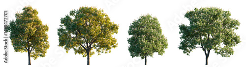 Tableau sur toile Aesculus hippocastanum, the horse chestnut trees isolated sunset and daylighting