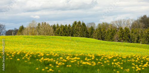 a beautiful farm with rolling terrain covered by dandelion flower, Aachen, Germany
