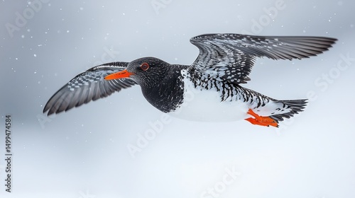A bird with speckled wings is soaring through the air