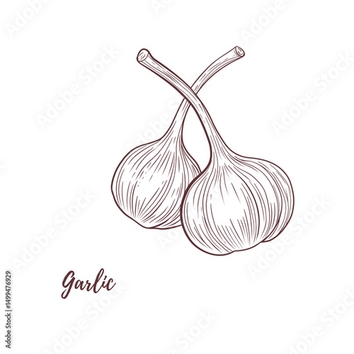 Vector garlic line art, graphic line herb spice health medicine. garlic spice for fish for cooking. Engraving. Harvest. Great for any designs, textile, menu, packaging
