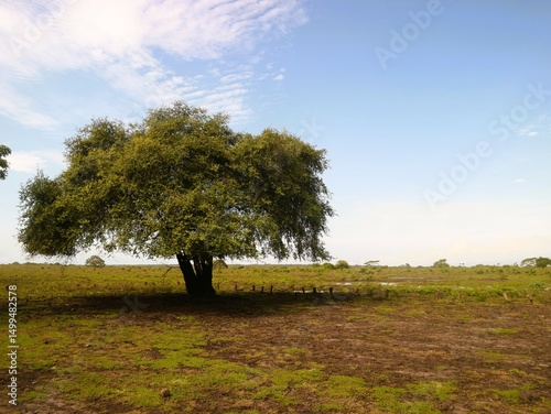 Single green tree at savana Baluran National Park East Java Indonesia