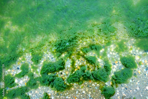 Background of algae. Green algae on the sand with shells