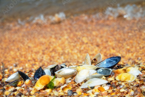 Memory of sea. Beautiful seashells on shell beach near surf. Winter cold sea. Soft shell clam (Mya arenaria), anadara ((Scapharca inaequivalis), edible mussel (Mytilus edulis), Venus between Cardium