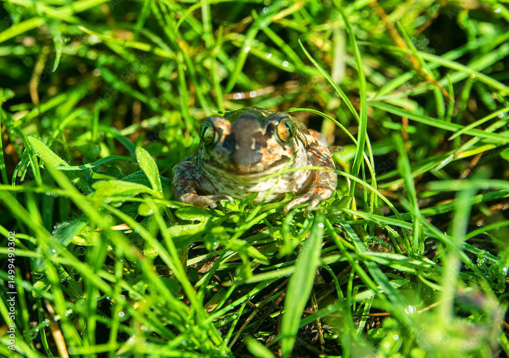 Fototapeta premium Common spadefoot (Pelobates vespertinus Pallas). Face portrait. The valley of the Don River in the middle reaches, a grassy meadow on sandy soil