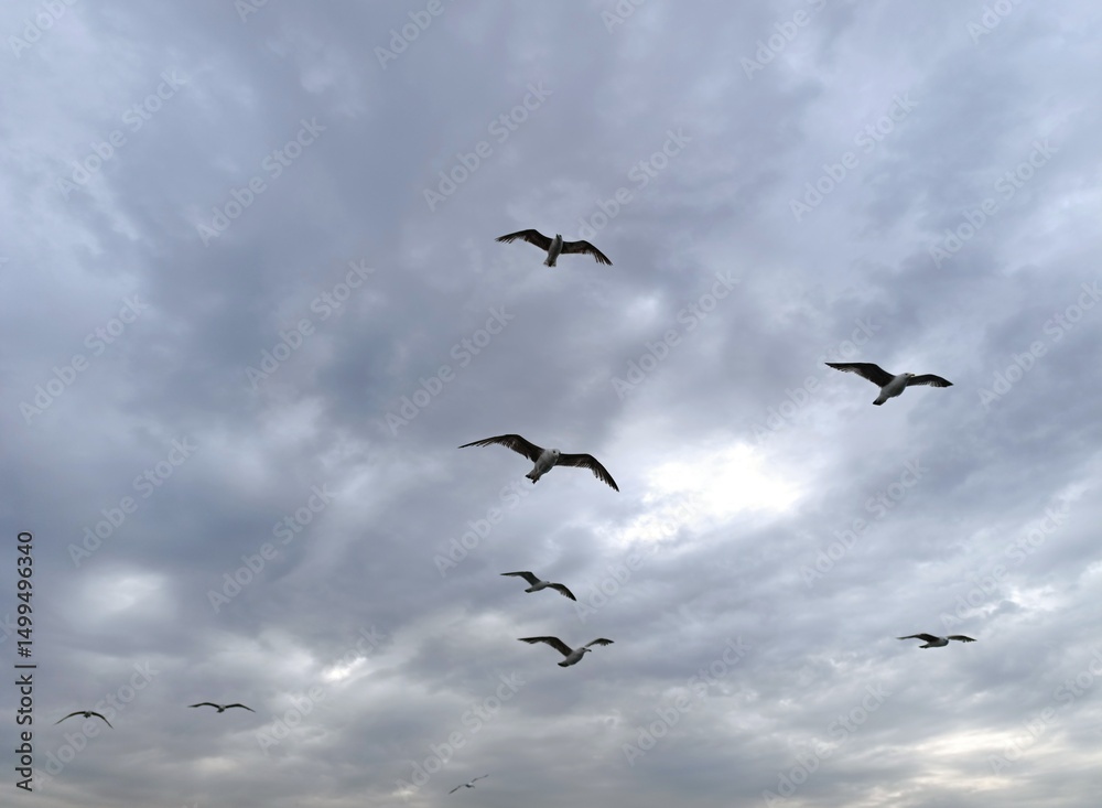 Fototapeta premium flock of seagulls. Seagulls Soaring in a Cloudy Sky 