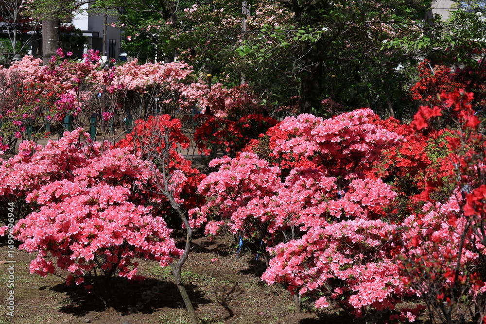 Naklejka premium 咲き誇る情熱の花