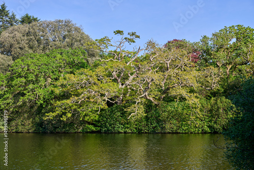 beautiful trees with different shades of green leaves by the lake in the sun with blue sky