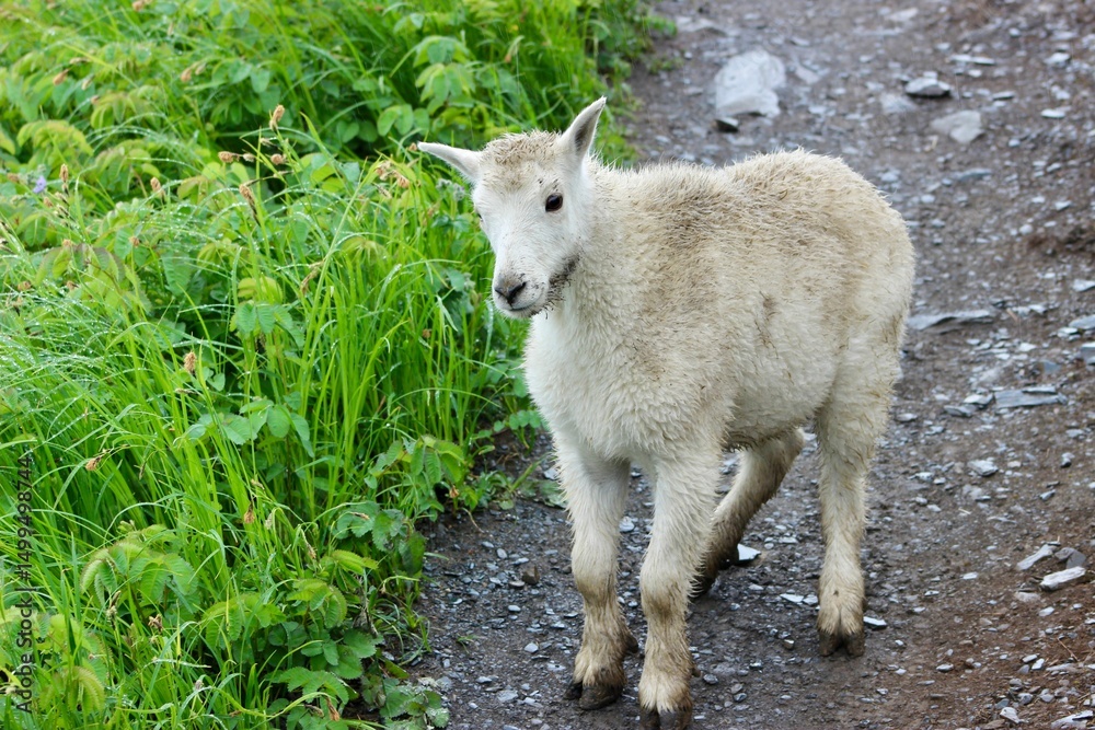 Young mountain goat on rocky path amidst greenery. Young mountain goat on rocky path amidst greenery.