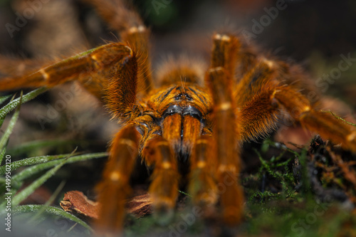Pterinochilus murinus,spinne, insecta, tier, tarantel,