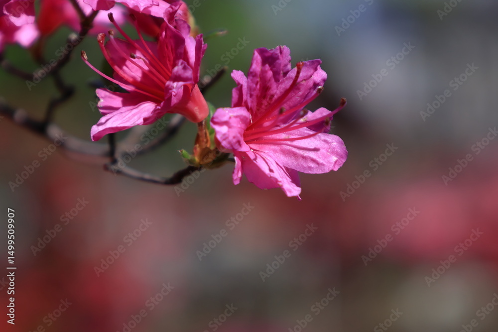 Fototapeta premium 咲き誇る情熱の花