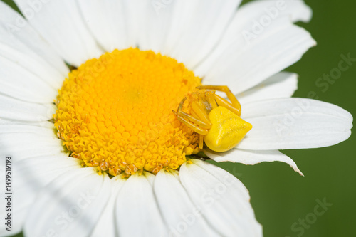 Thomisus onustus photo
