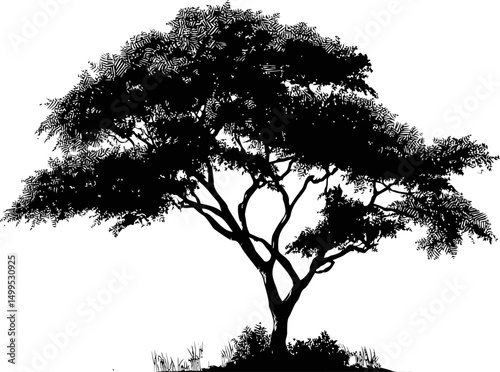 Silhouette of a broad acacia tree with detailed leaves. Vector illustration