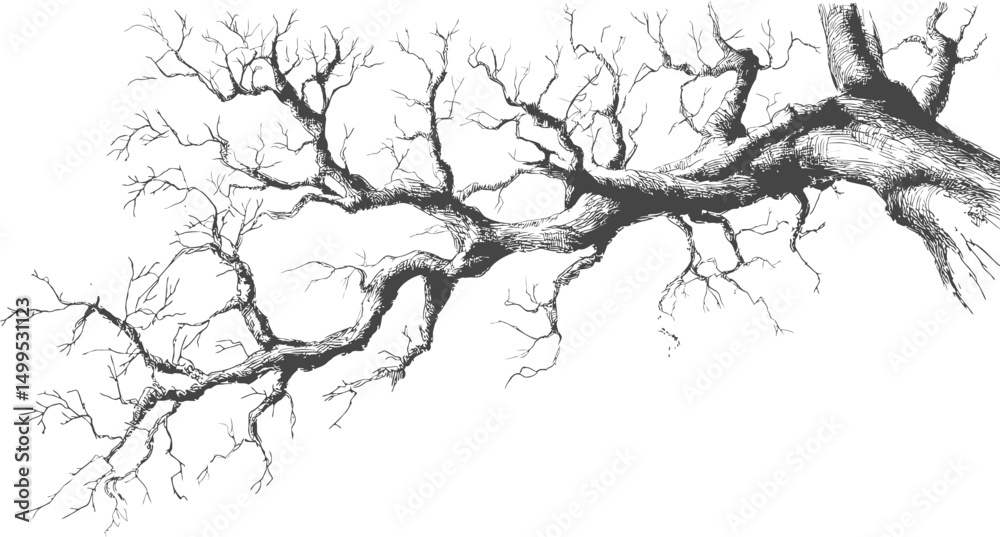 Fototapeta premium Detailed drawing of an intricate tree branch in monochrome art style, nature sketch. Vector illustration