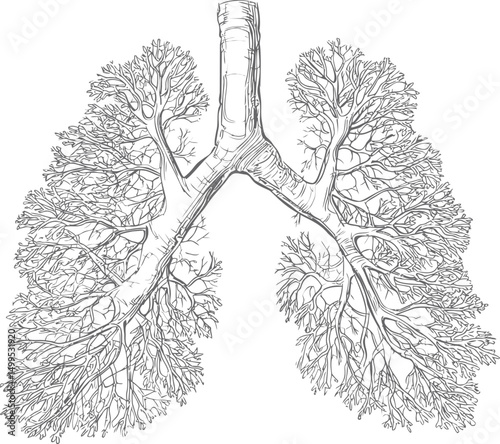Intricate black and white line drawing of human lungs, anatomical illustration. Vector illustration