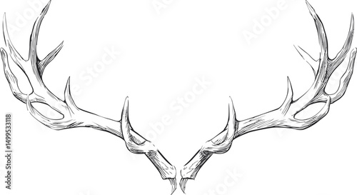 Detailed line drawing of symmetrical deer antlers. Vector illustration
