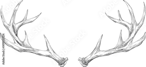Detailed black and white sketch of symmetrical deer antlers illustration. Vector illustration