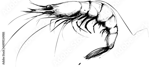 Sleek black and white sketch of a shrimp with detailed linework. Vector illustration