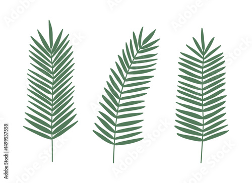 A set of illustrations of palm tree leaves found in tropical regions, representative plants of summer. Minimalist tropical foliage ideal for botanical prints, branding, and decor. 