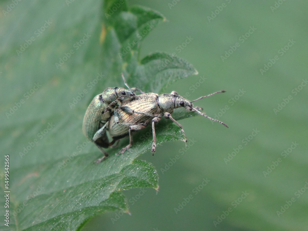 Naklejka premium Nettle weevil (Phyllobius pomaceus), mating pair