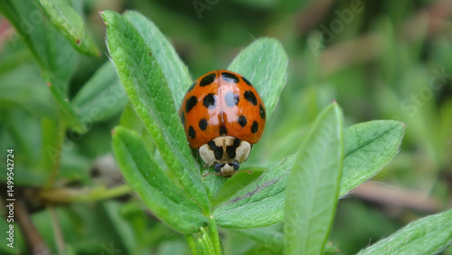 Harlequin ladybird beetle, also known as multicoloured Asian lady beetle, (Harmonia axyridis f. succinea) on shrubby cinquefoil