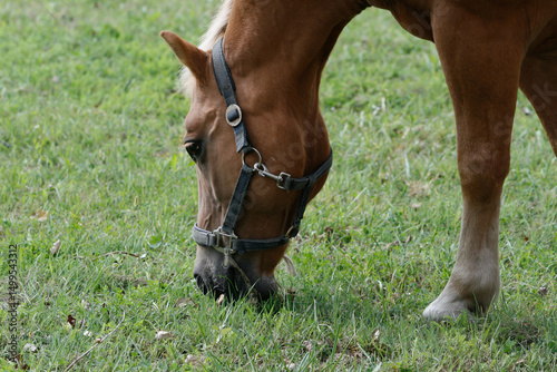 Chestnut horse grazing peacefully in green pasture on sunny day