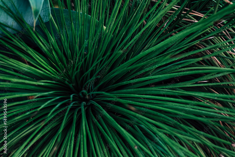 Obraz premium Vibrant green foliage displays intricate patterns and textures in a lush garden