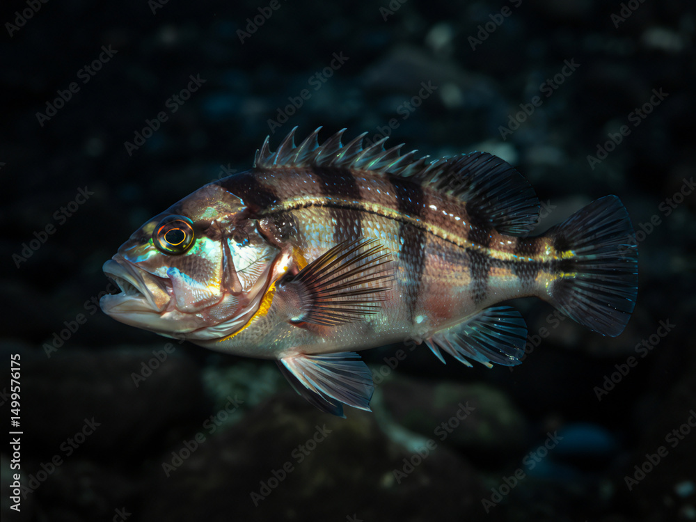 Fototapeta premium Striped Seabass Underwater Closeup Photograph Showing Detailed Fins and Scales