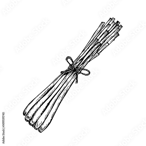 Lemongrass herb engraved drawing. Natural outline sketch in botanical style for cooking, spa, medicinal tea, and garden beauty. Hand-drawn vector floral clipart on white background